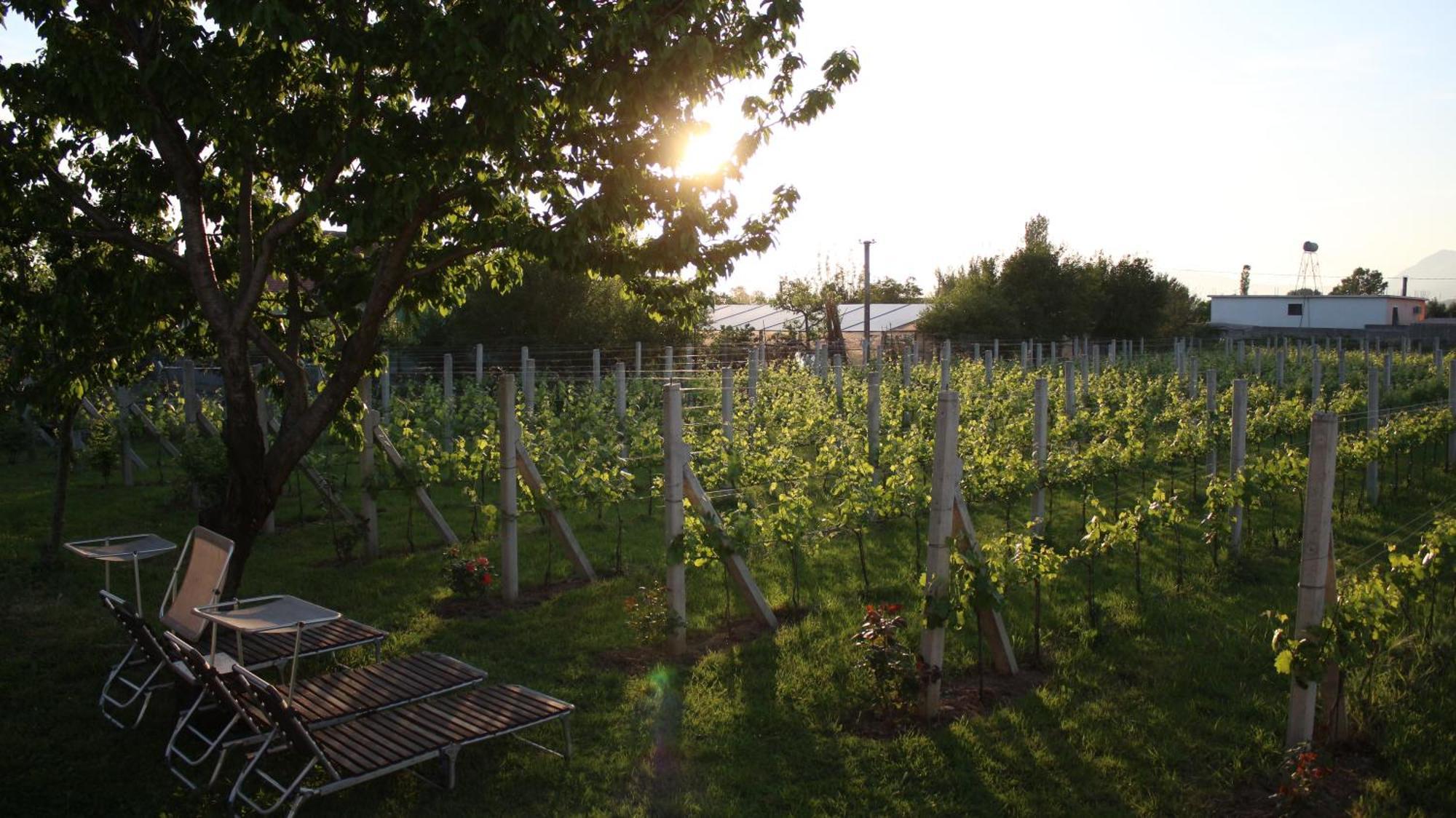 "Per Mik" Cottage In Vineyard Shkodër Exteriör bild