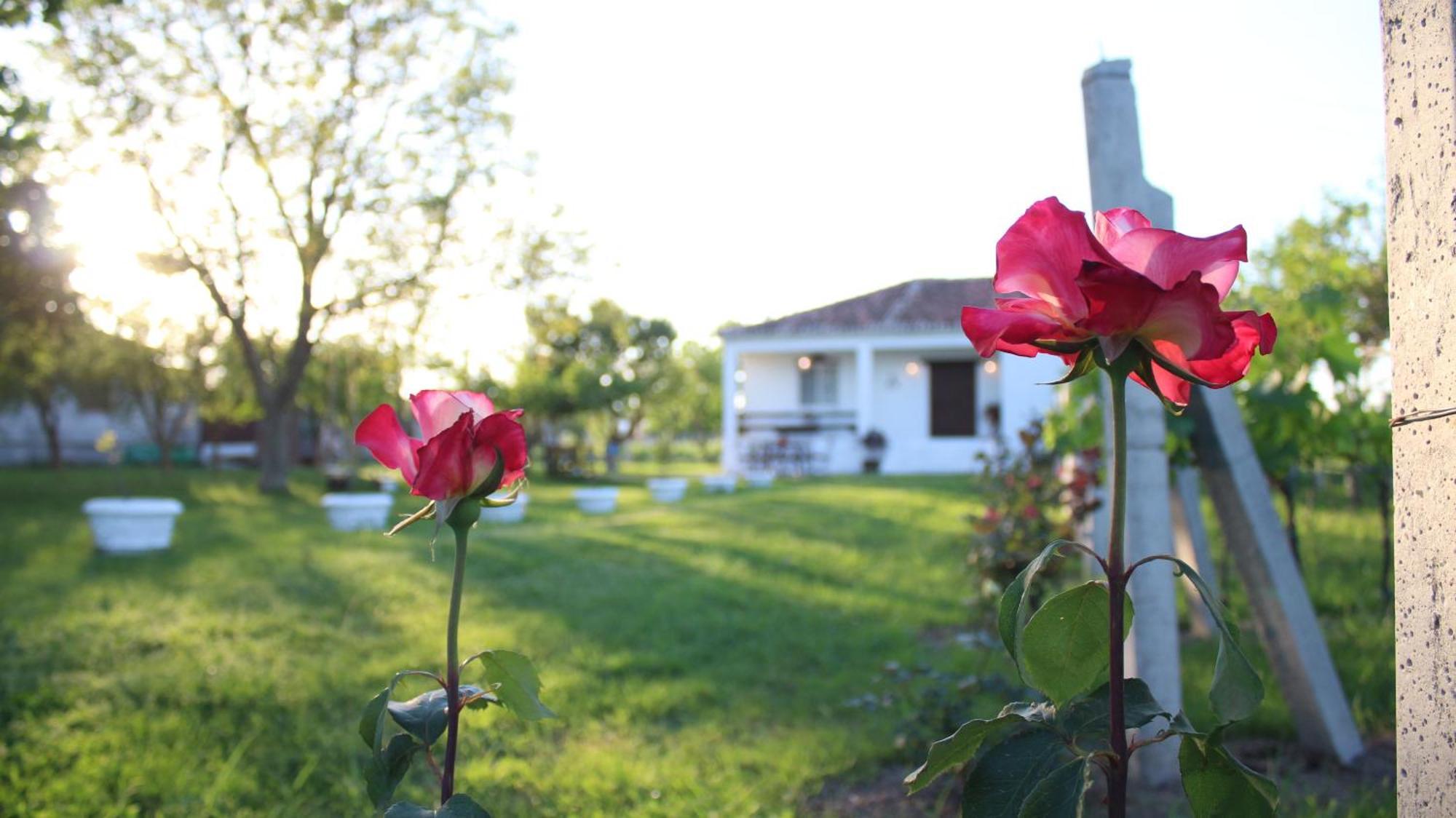 "Per Mik" Cottage In Vineyard Shkodër Exteriör bild